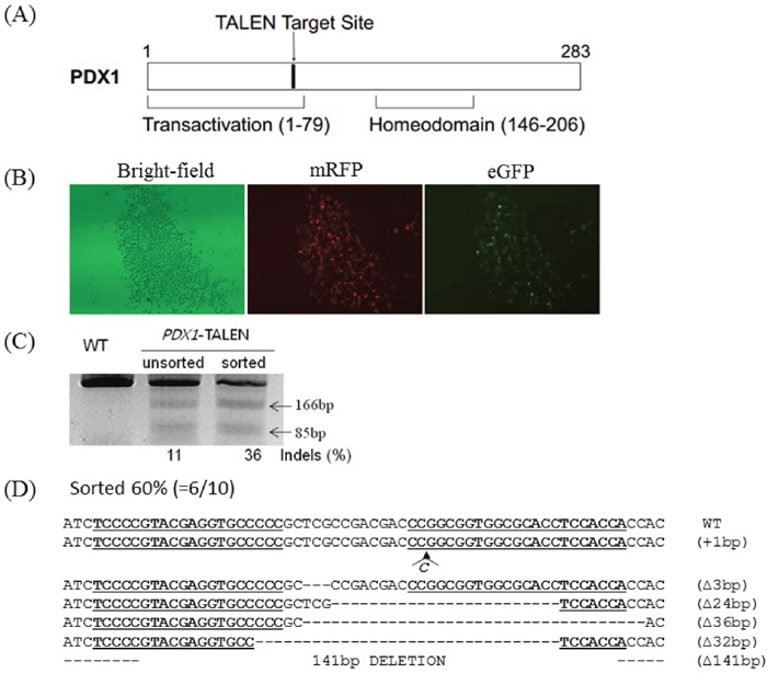 Generation of PDX1-disrupted PFFs using PDX1-TALEN.