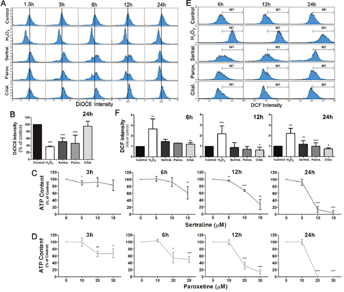 Sertraline and paroxetine induce mitochondrial membrane damage with depleted ATP production and trigger ROS generation in astrocytes.