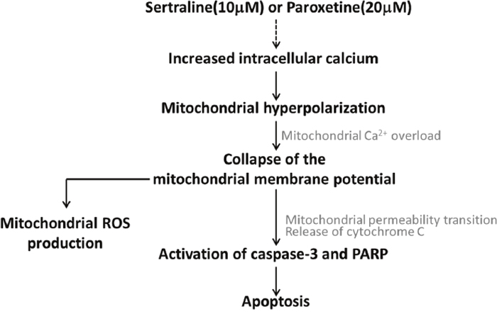 Working model related to sertraline- and paroxetine-induced astrocyte apoptosis.