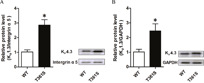 The effect of the missense mutation of Kv4.3 on the cell-surface expression and the total expression of Kv4.3 protein.