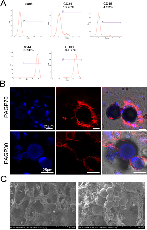 The PAGP biocompatibility and preparation of composite MS/DBM scaffolds.