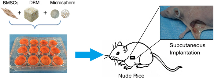 A schematic described animal experimental procedure.