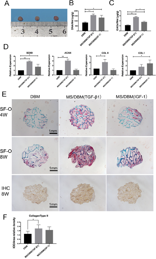 Biological characterization of different scaffolds in vivo.