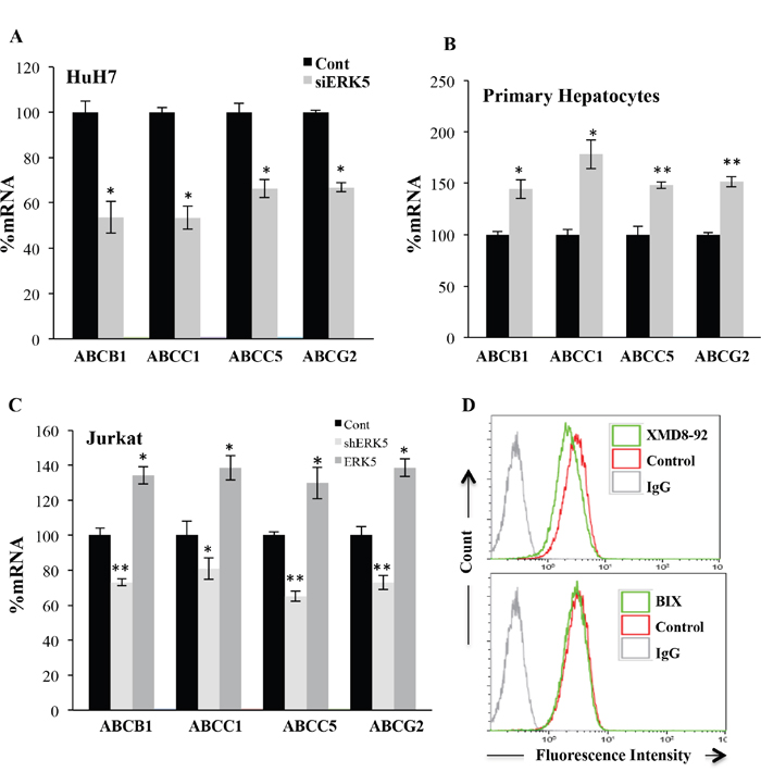 The ERK5 pathway regulated ABC transcription.