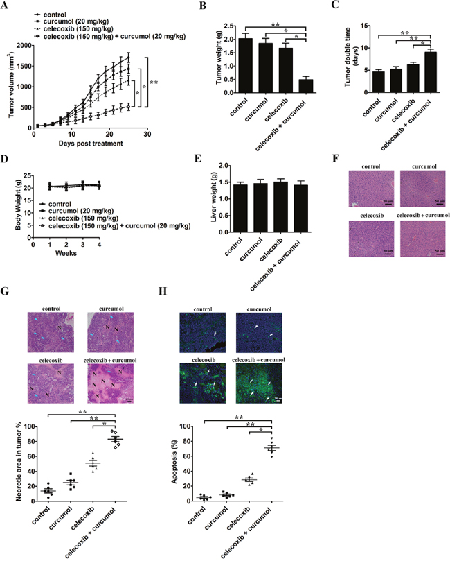 Celecoxib and curcumol combined therapy inhibits in vivo tumor xenograft growth in a subcutaneous tumor model.