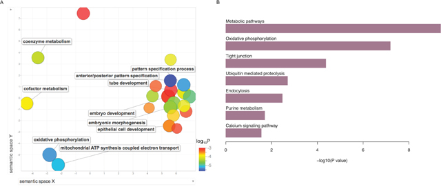 Summary of gene ontology (GO) biological processes and KEGG pathways derived from the enrichment analysis of upregulated genes in pSEPN.