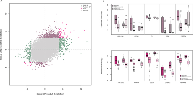 Pediatric SEPNs show distinct expression characteristics from adult SEPNs.