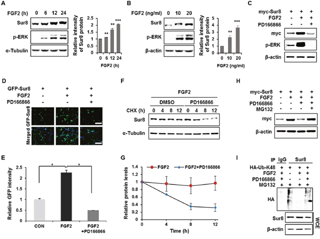 FGF2 stabilizes Sur8 via inhibition of polyubiquitination-dependent proteasomal degradation.