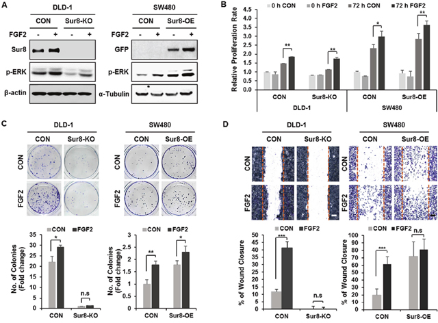 Effects of Sur8 level on FGF2-induced cellular transformation and migration.