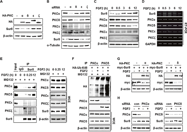 FGF2 stabilizes Sur8 through destabilization of PKC&#x03B1; and PKC&#x03B4;.