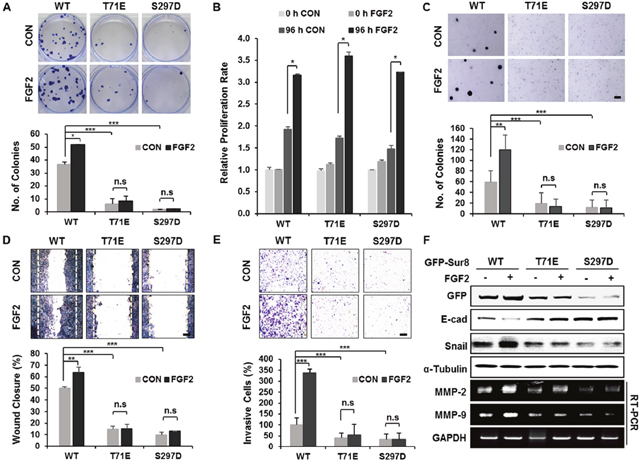 Wild-type Sur8, but not phosphomimetic mutations, mediates FGF2-induced cellular transformation, migration, and invasion.