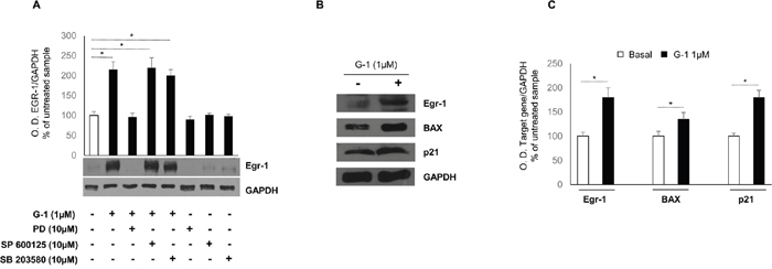 Role of MAPKs and Egr-1/BAX signaling in G-1-treated H295R cells.