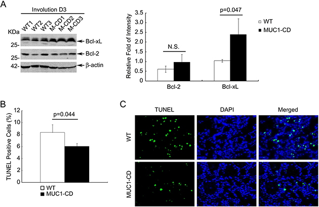 Overexpression of MUC1-CD induces Bcl-xL expression and diminishes apoptosis.