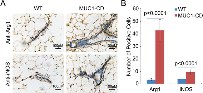 Overexpression of MUC1-CD provokes M2 type macrophage influx in multiparous transgenic mice mammary glands.