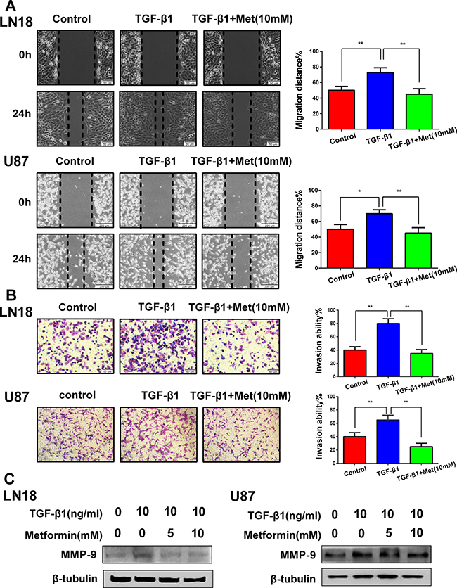 Metformin (Met) suppresses TGF-&#x03B2;1-induced cell migration and invasion.