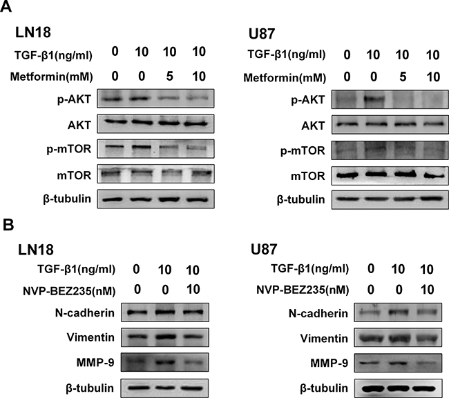 Metformin inhibits AKT/mTOR pathway activated by TGF-&#x03B2;1.