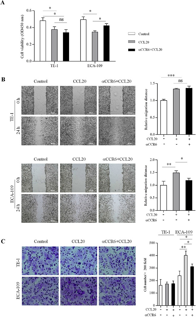 CCR6-activation affects proliferation, migration and invasion in ESCC cells.