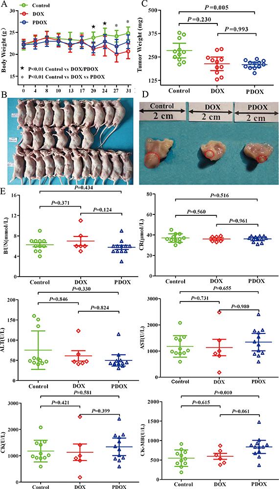 The general status of nude mice in SOI model.