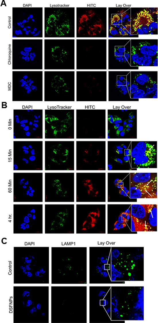 Clathrin-mediated