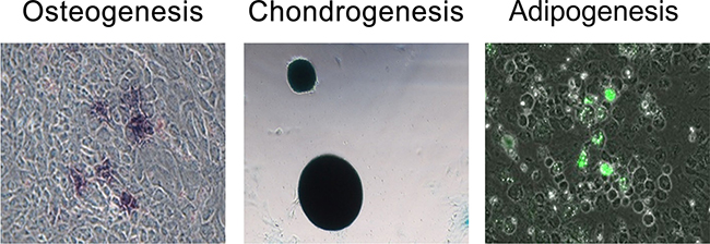 Tri-lineage differentiation analysis was performed to evaluate the differentiation capacity of human PDMSCs (from left to right: osteogenesis, chondrogenesis, and adipogenesis).
