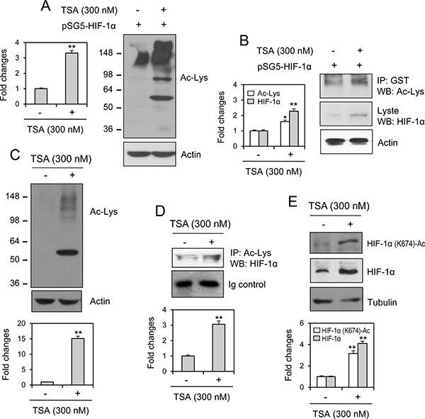 HIF-1&alpha;