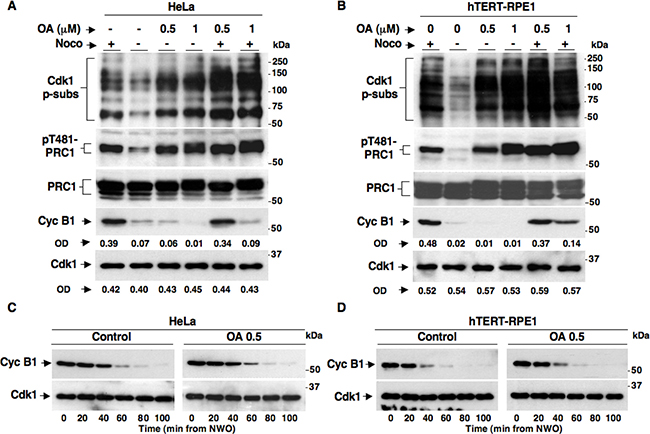 SAC maintenance and resolution in HeLa and hTERT-RPE1 cells treated with the phosphatase inhibitor Okadaic Acid.