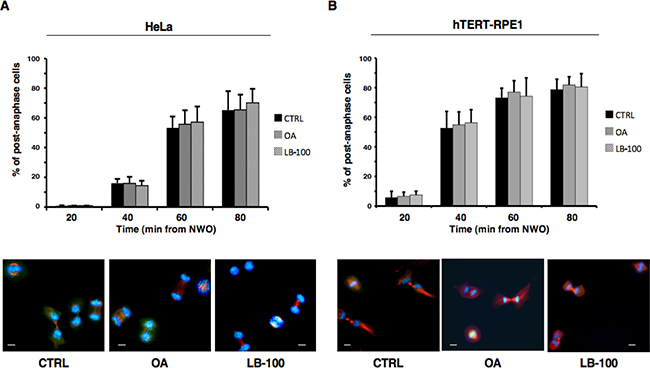PP2A activity does not substantially affect progression beyond anaphase.