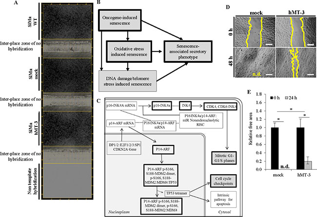 Comparative bioinformatical processing of microarray data.