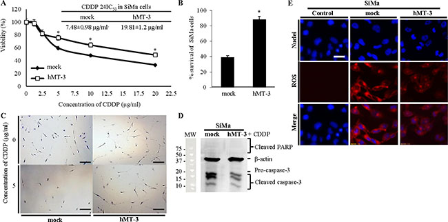 Investigation of hMT-3 up-regulation on cytotoxicity of CDDP.