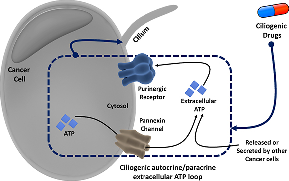 Overview of the proposed autocrine/paracrine loop model of extracellular ATP-mediated ciliogenesis by ciliogenic chemotherapeutics through activation of the pannexin pathway and purinergic signaling.