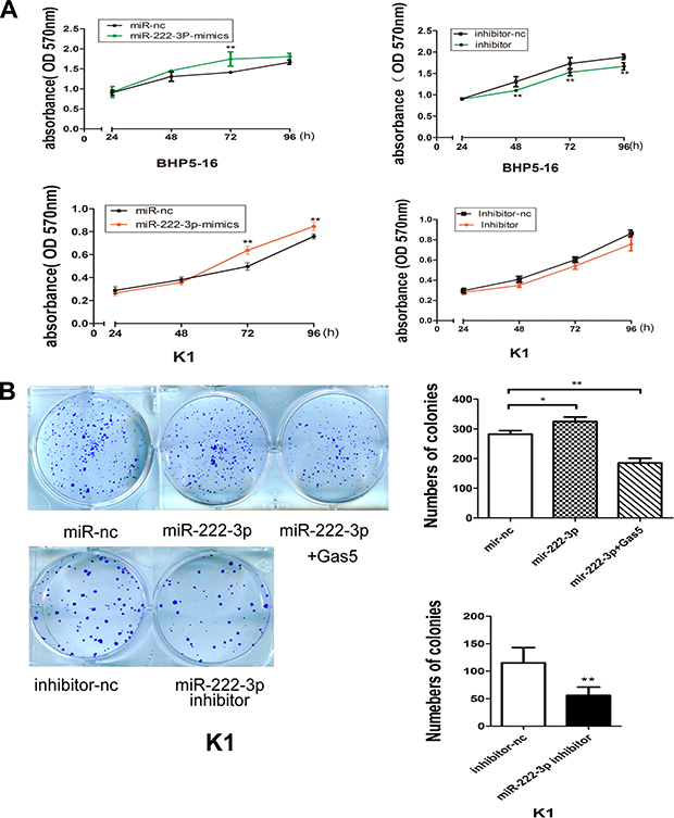 MiR-222-3p promotes proliferation of PTC cells in vitro.