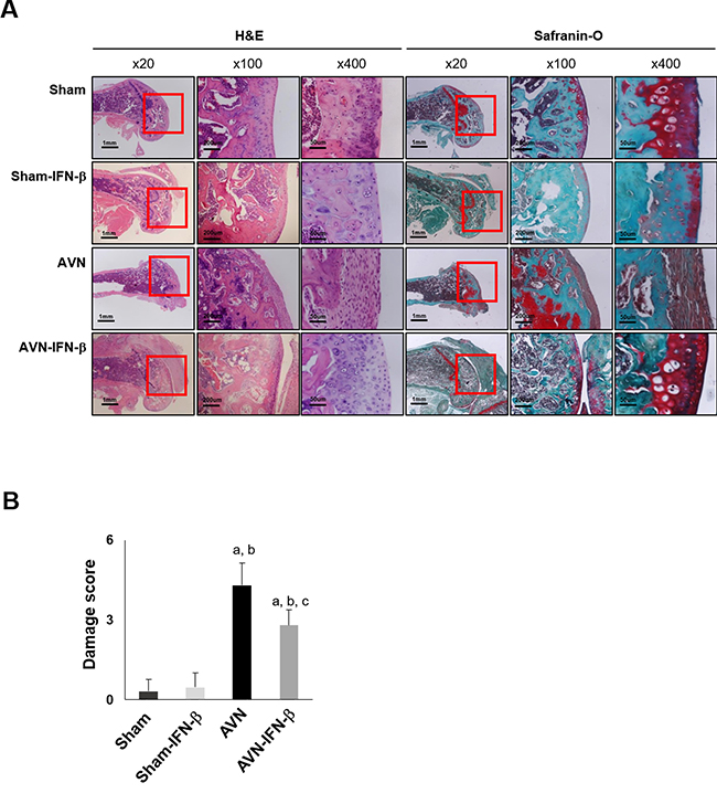 Histological findings in sham and AVN groups.