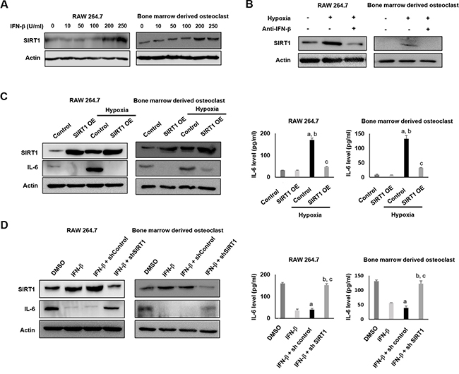 IFN-&#x03B2; inhibits hypoxia-induced expression of IL-6 in RAW 264.7 cells and bone marrow derived osteoclasts through SIRT1 upregulation.