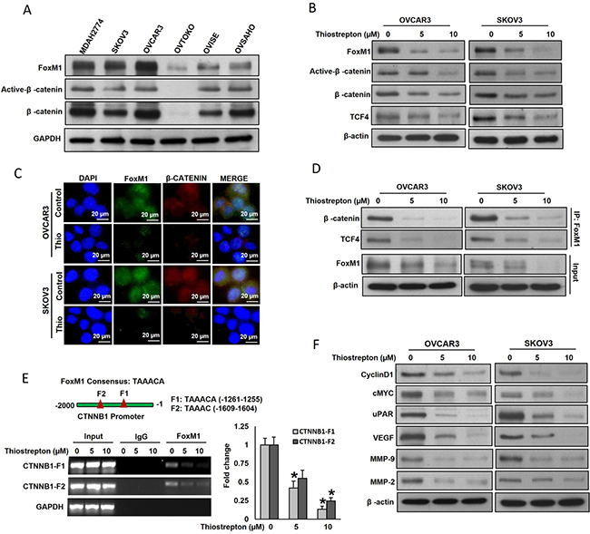 FoxM1 interact with &#x03B2;-catenin in vitro.