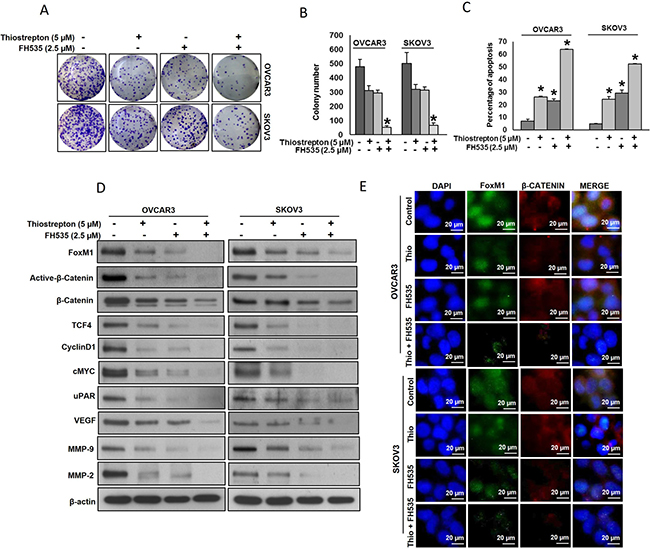 Thiostrepton and FH535 synergistically inhibits cell proliferation and induce apoptosis in EOC cell lines.