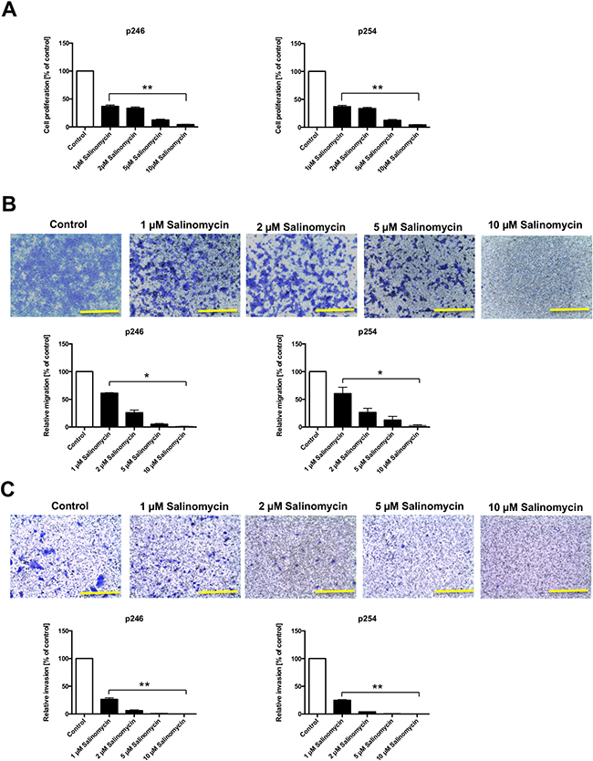 Reduced murine tumor cell proliferation and deceased migration and invasion after treatment with Salinomycin.