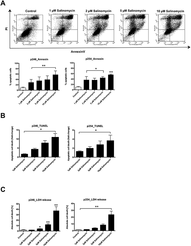 Treatment with Salinomycin induces apoptosis in murine CC cells.