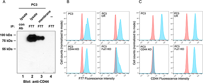 Identification of CD44 as one glyco-protein recognized by mAb F77.