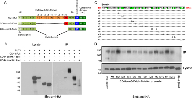 Mapping F77 binding epitope region and potential glycosylation sites on CD44.