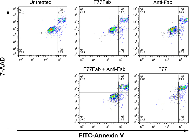 mAb F77-induced cell death in PC3 cells is dependent on bivalency.