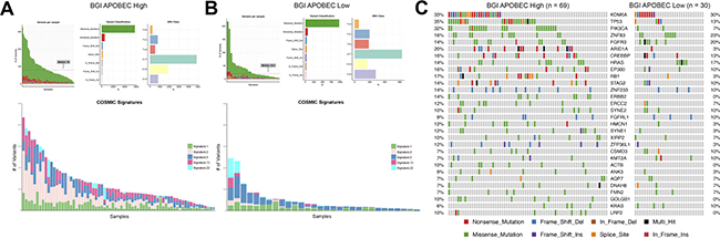 APOBEC-mediated mutagenesis in the BGI bladder cancer cohort (n = 99).