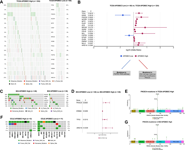 Differentially mutated genes in APOBEC-high and APOBEC-low tumors.