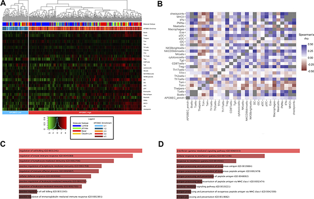 Association of APOBEC enrichment with immune signatures and gene expression.
