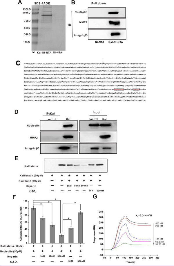 Nucleolin, integrin &#x03B2;3, and MMP2 are kallistatin-binding partners.