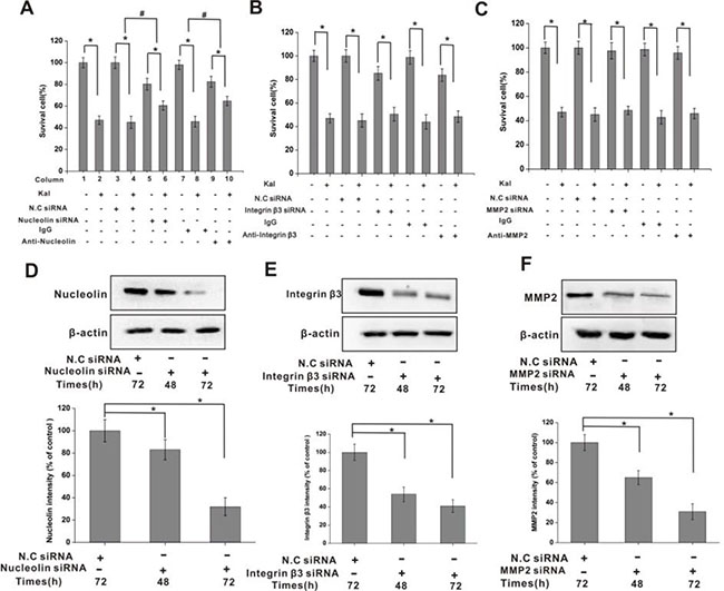 Nucleolin mediates the inhibitory effects of kallistatin on HUVECs viability.