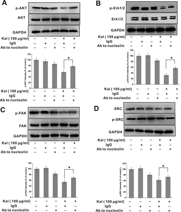 Nucleolin is required for kallistatin-mediated decrease in AKT, ERK1/2, FAK, and SRC phosphorylation.