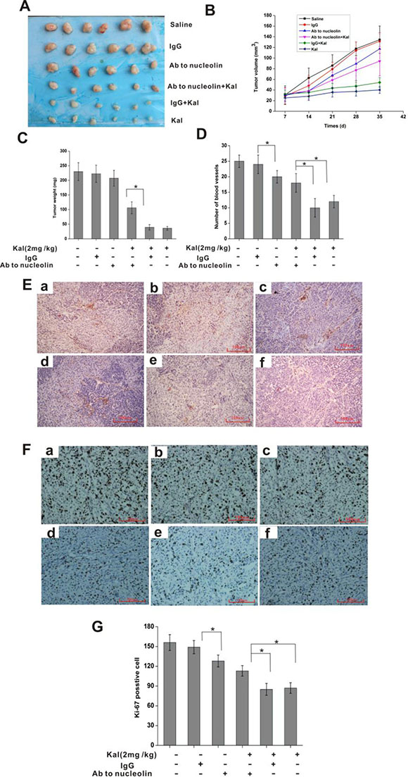 Nucleolin mediates the in vivo antitumor and antiangiogenic activities of kallistatin.