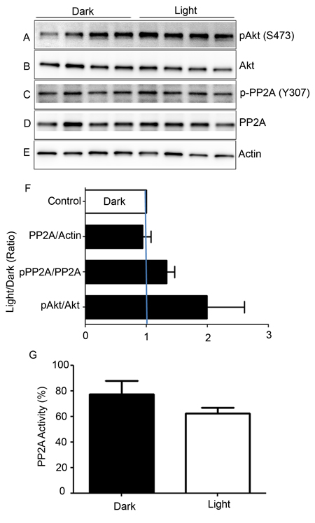 Biochemical characterization of PP2A, and phosphorylation state of PP2A-regulated protein.