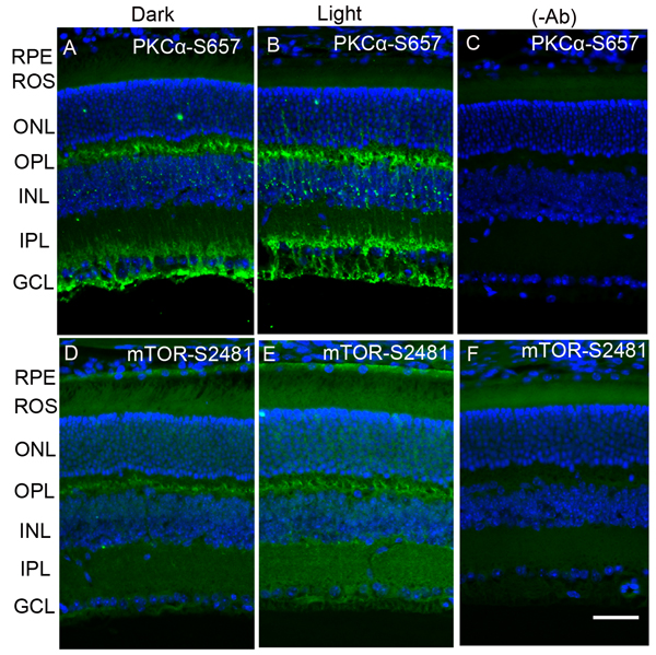 Immunofluorescence analysis of phosphorylation state of PKC&#x3b1; and m-TOR in dark- and light-adapted mouse retina.