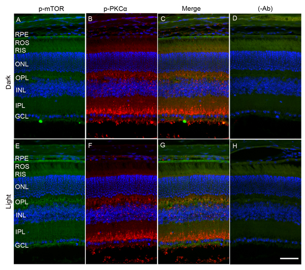 Immunofluorescence analysis of PKC&#x3b1; and mTOR in dark- and light-adapted mouse retina.